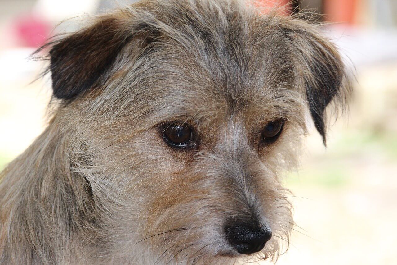 What is Kennel Cough?