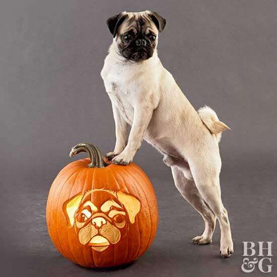 Pug Pumpkin