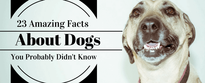 23 Amazing Facts About Dogs You Probably Didn T Know 23 Amazing Facts About Dogs You Probably Didn T Know