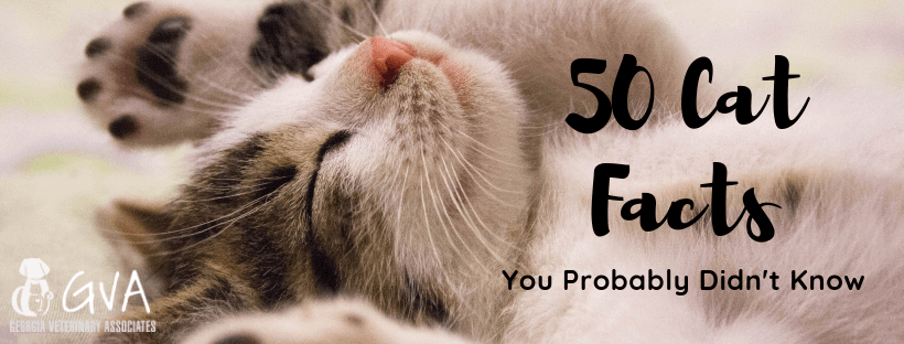 50 Cat Facts You Probably Didn't Know