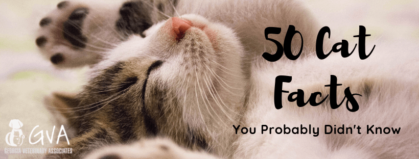 50 Cat Facts You Probably Didn't Know 50 Cat Facts You Probably Didn't Know