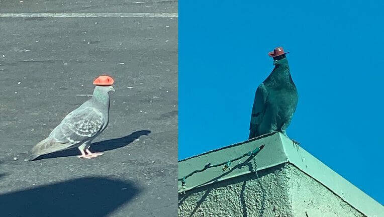 CowBoy Pigeons