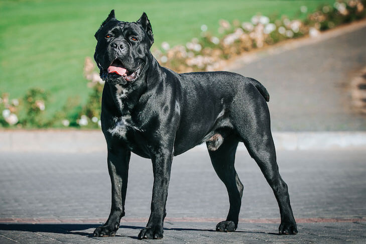 Cane Corso