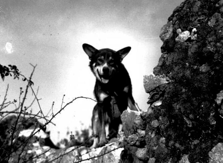 Chips WWI Dog