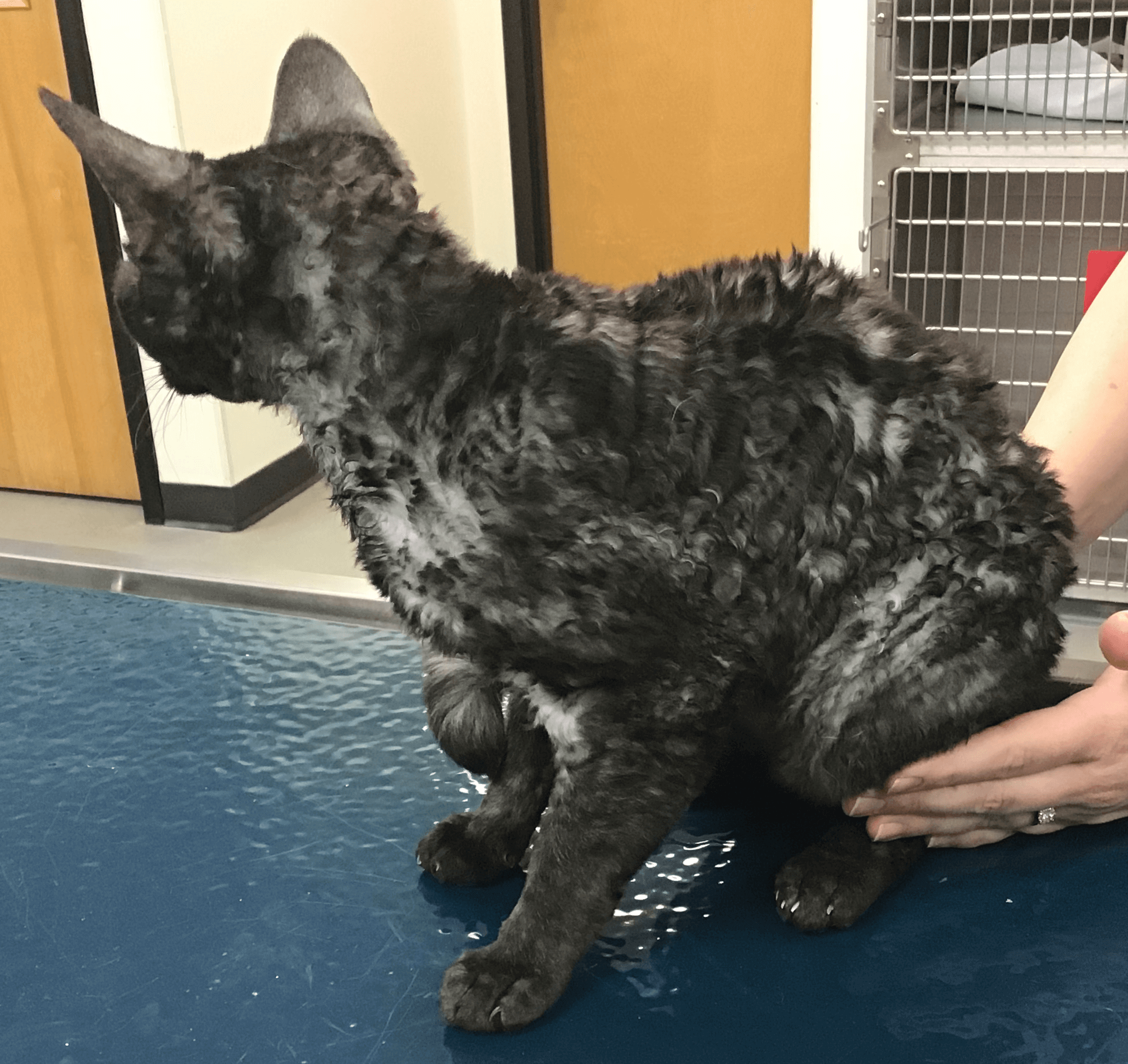 Devon Rex Curls