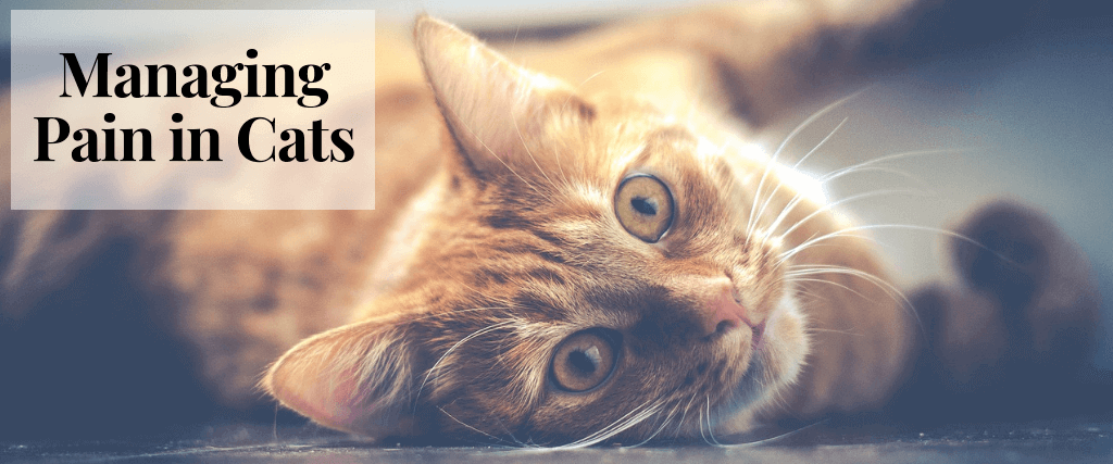 Image showcasing Managing Pain in Cats
