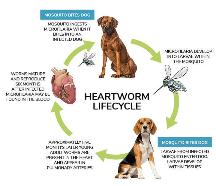 Heartworm Cycle