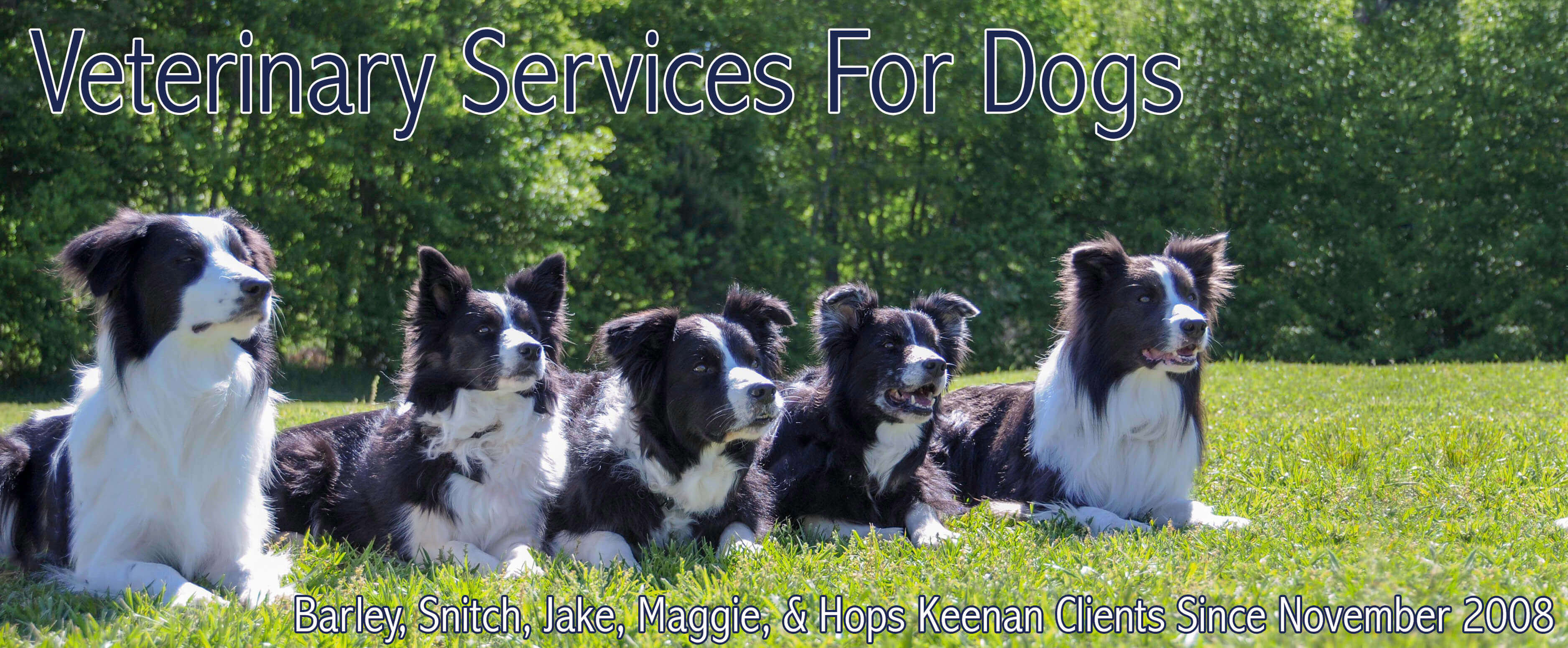 Dog Vet Services From Veterinarians Who Really Care
