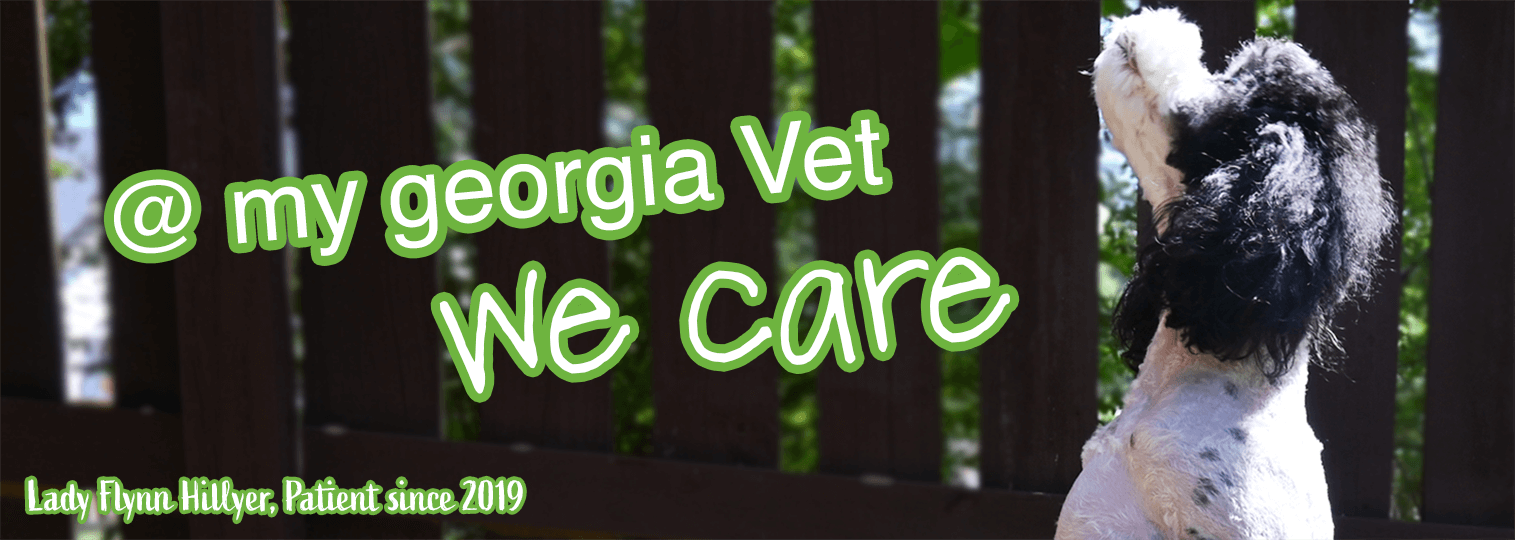 Top Rated Local Veterinarians – Georgia Veterinary Associates