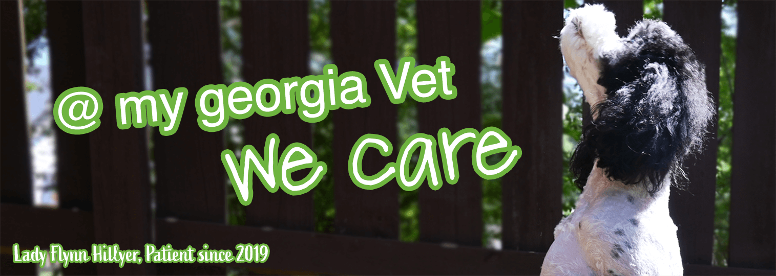 Top Rated Local Veterinarians – Georgia Veterinary Associates Top Rated Local Veterinarians – Georgia Veterinary Associates