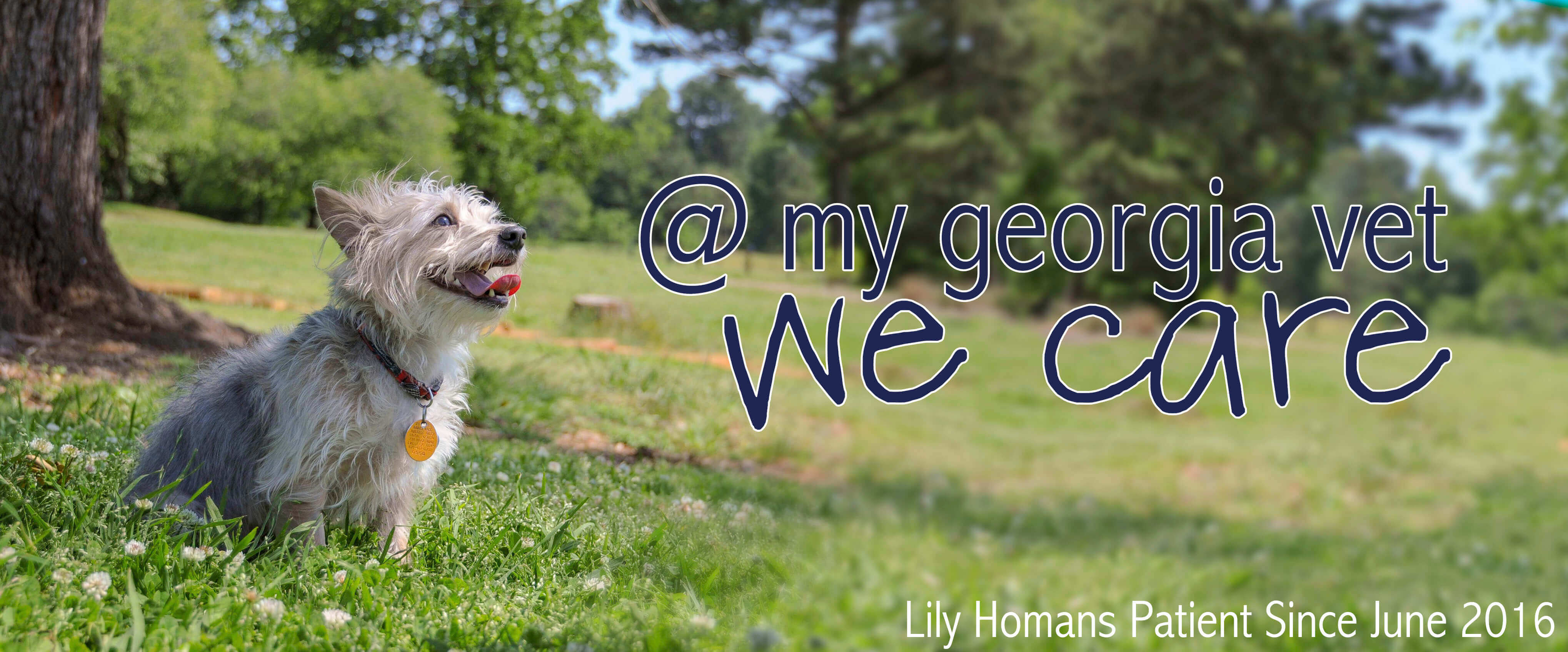 Top Rated Local Veterinarians Georgia Veterinary Associates