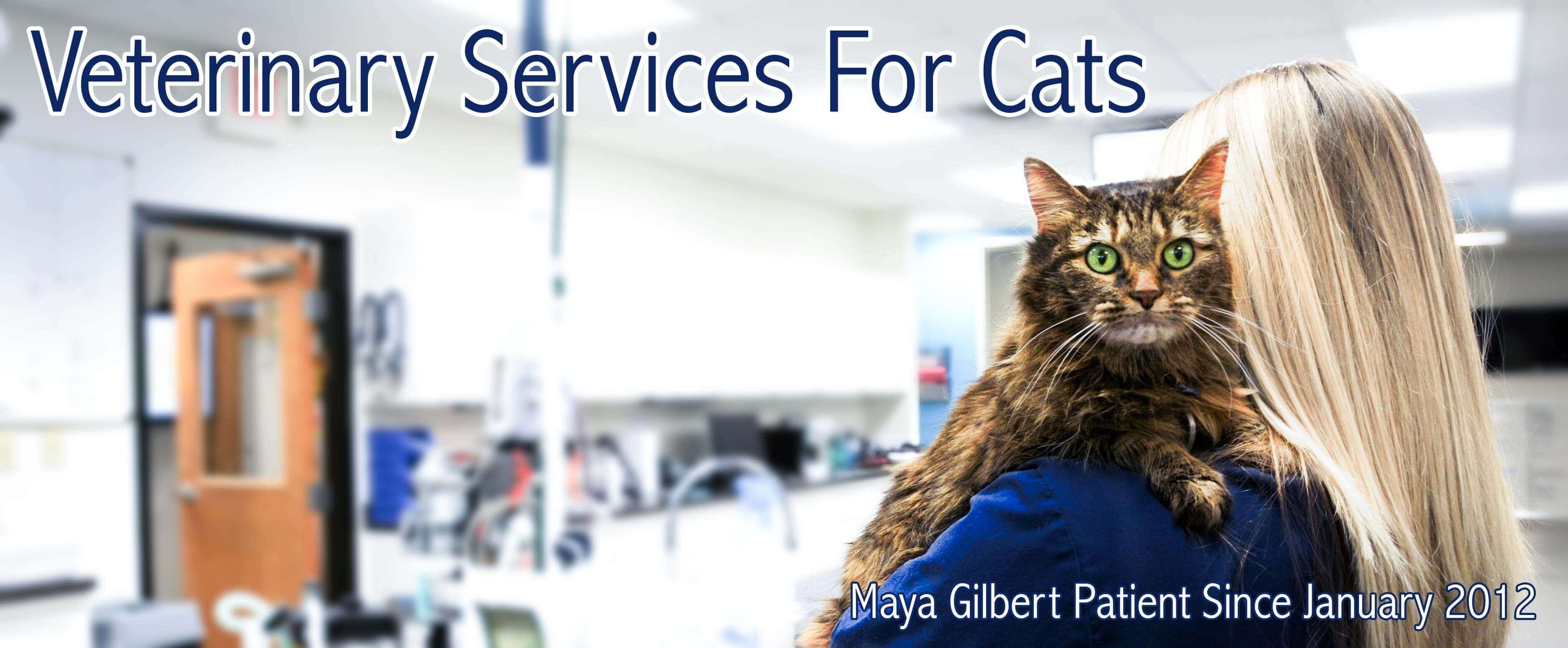 Veterinary Services For Cats