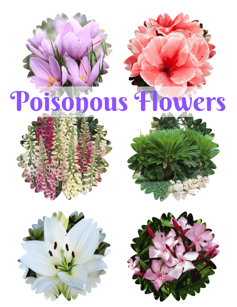 Poisonous Flowers