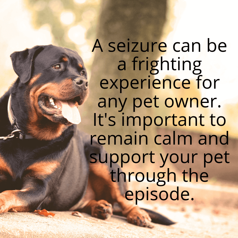 Seizures can be a frighting experience for any pet owner. It's important to remain calm and support your pet through the episode.