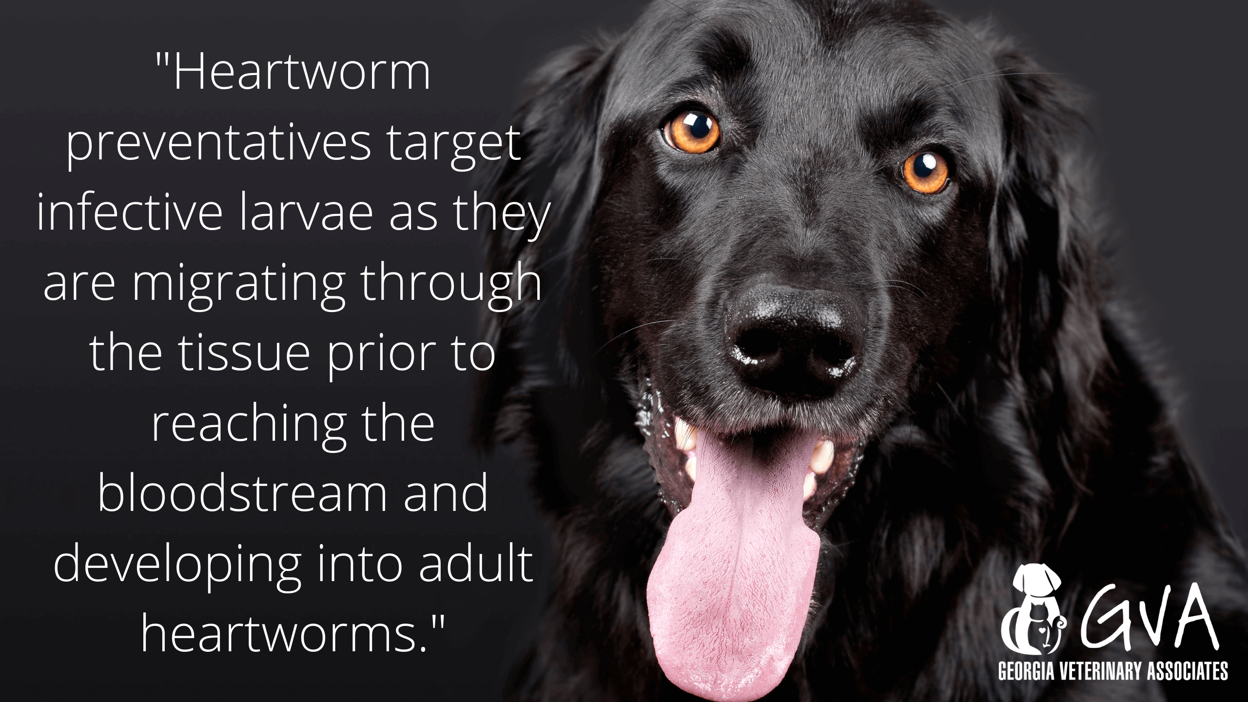 Heartworm Prevetions