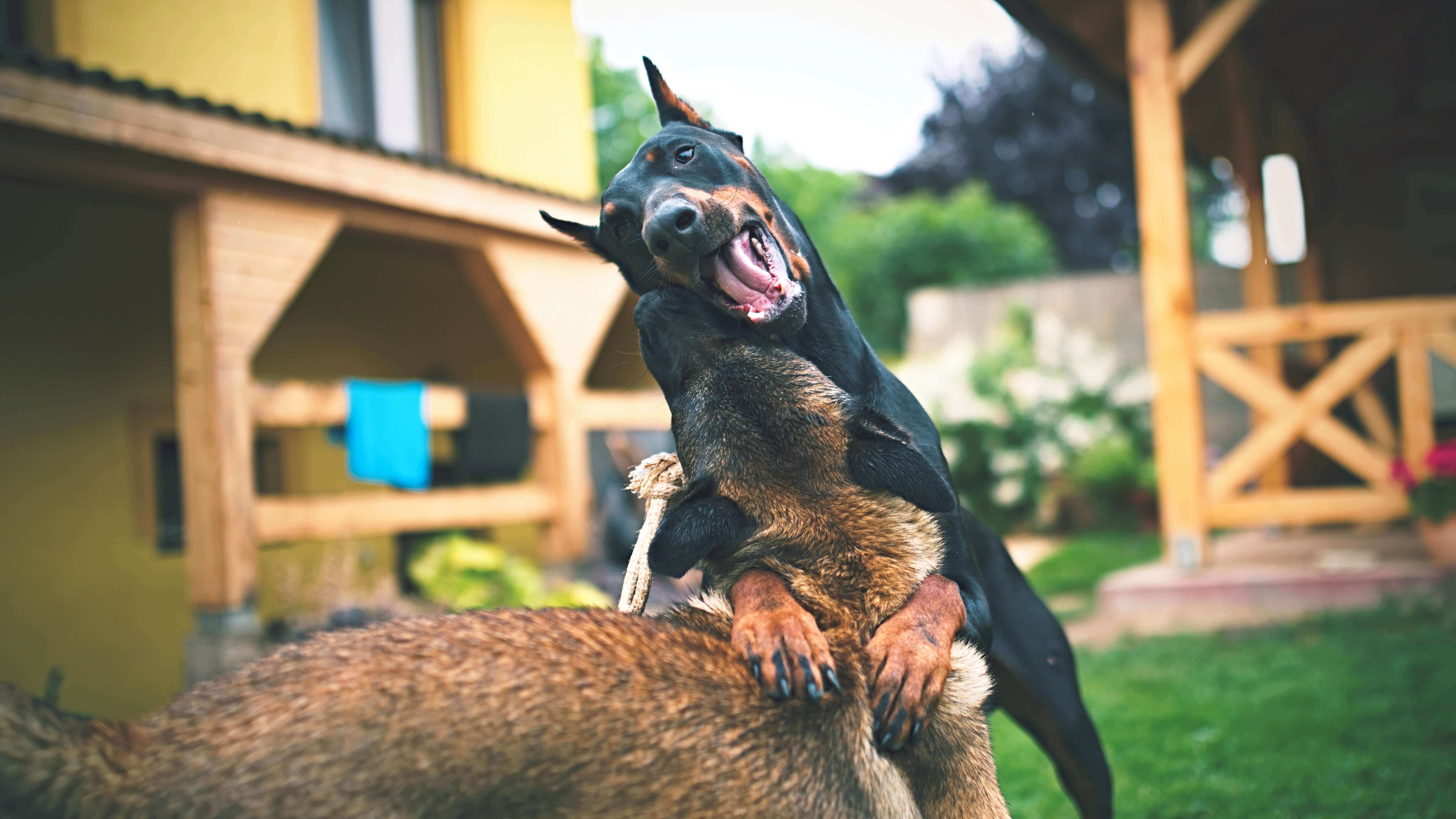 Doberman Pinscher