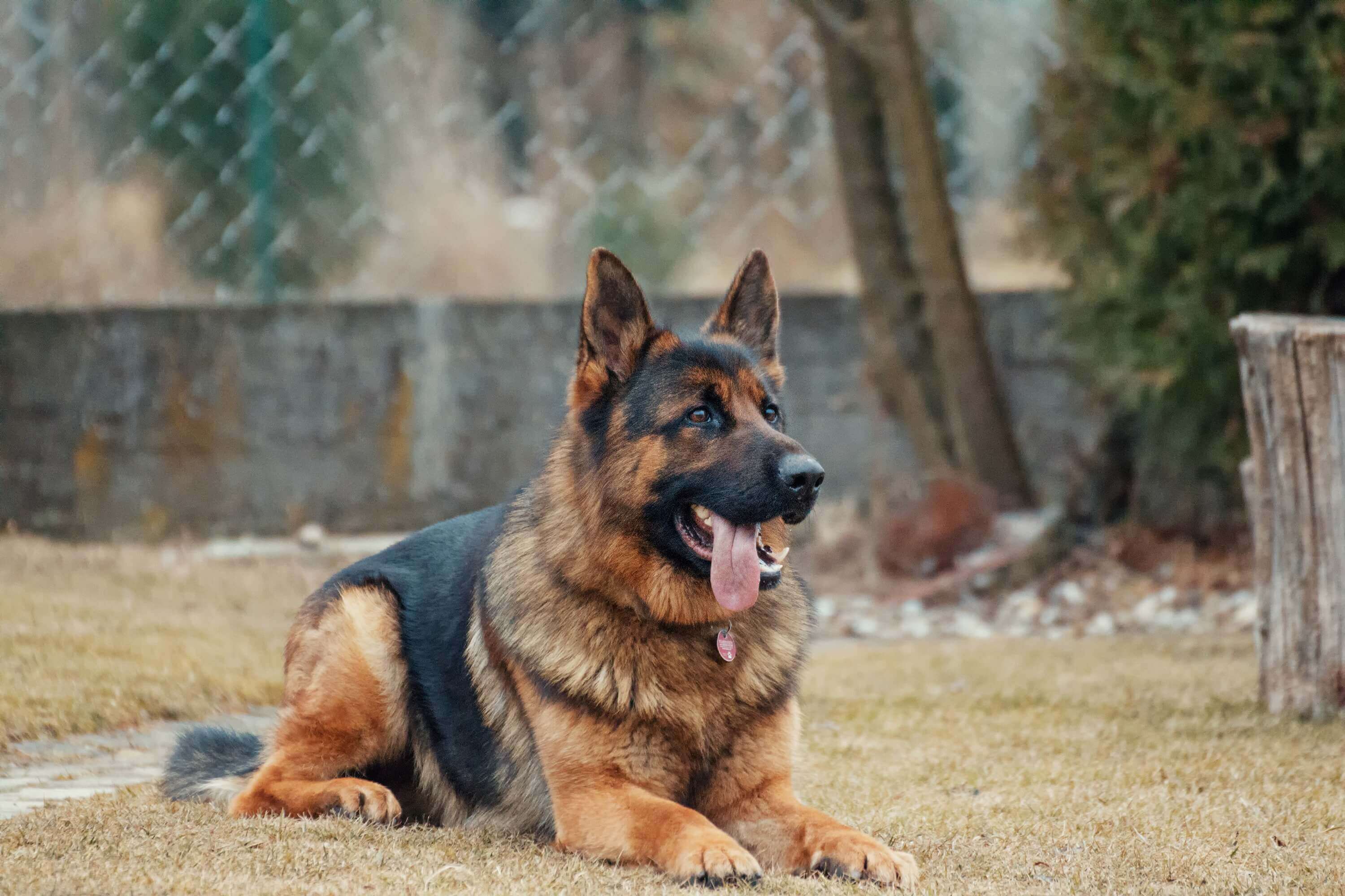 German Shepherds