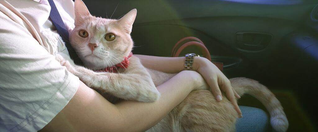 How to Prevent Separation Anxiety in Cats CatVills