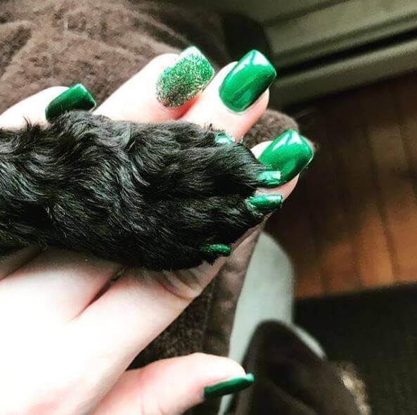 Pawdicure