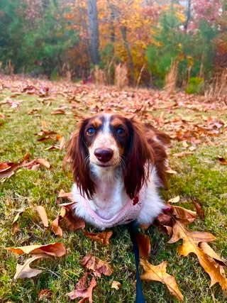 Moxie Garrett