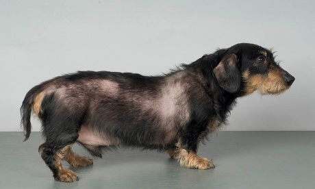 Cushing Disease