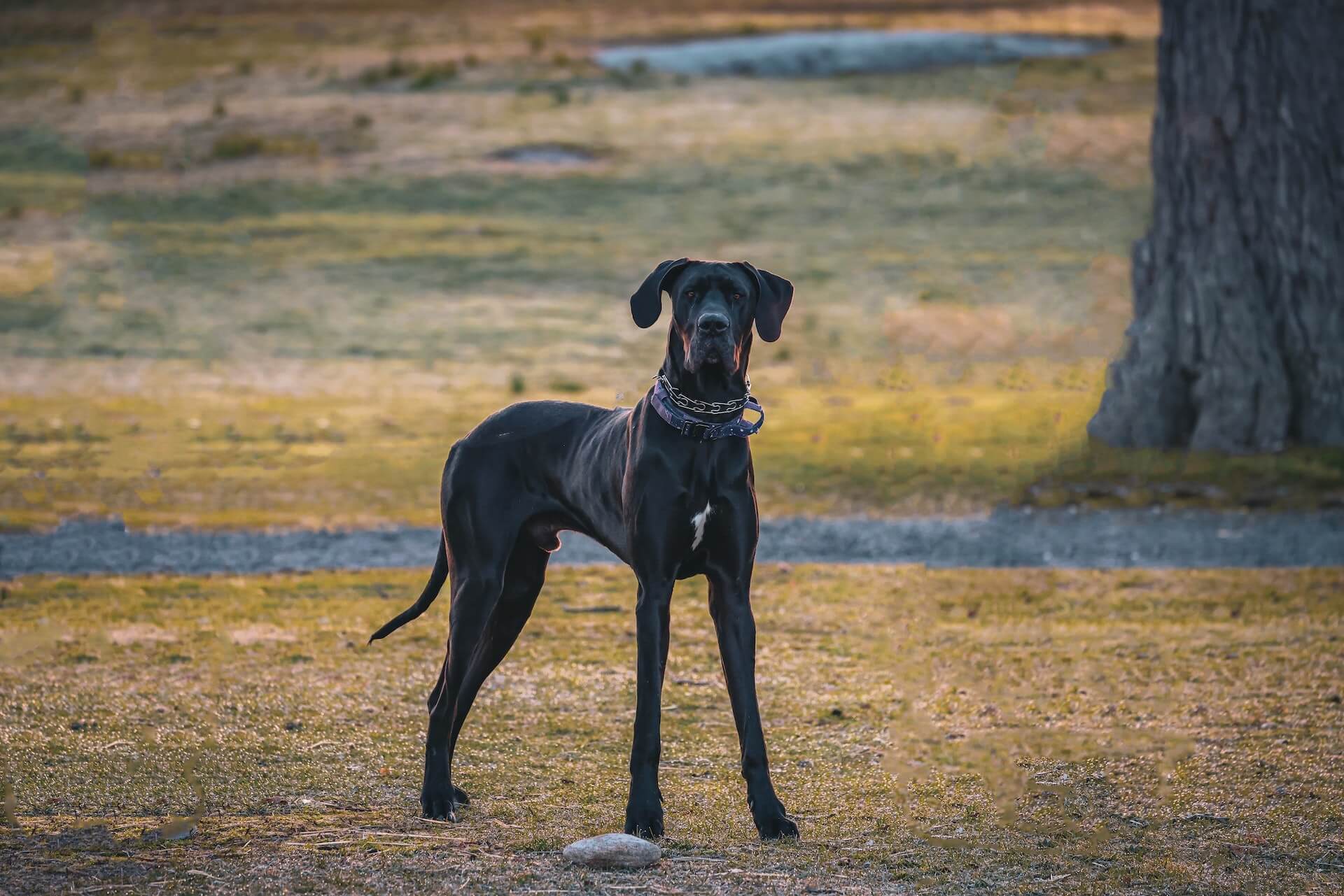 Great Dane, picture captured by David Kanigan
