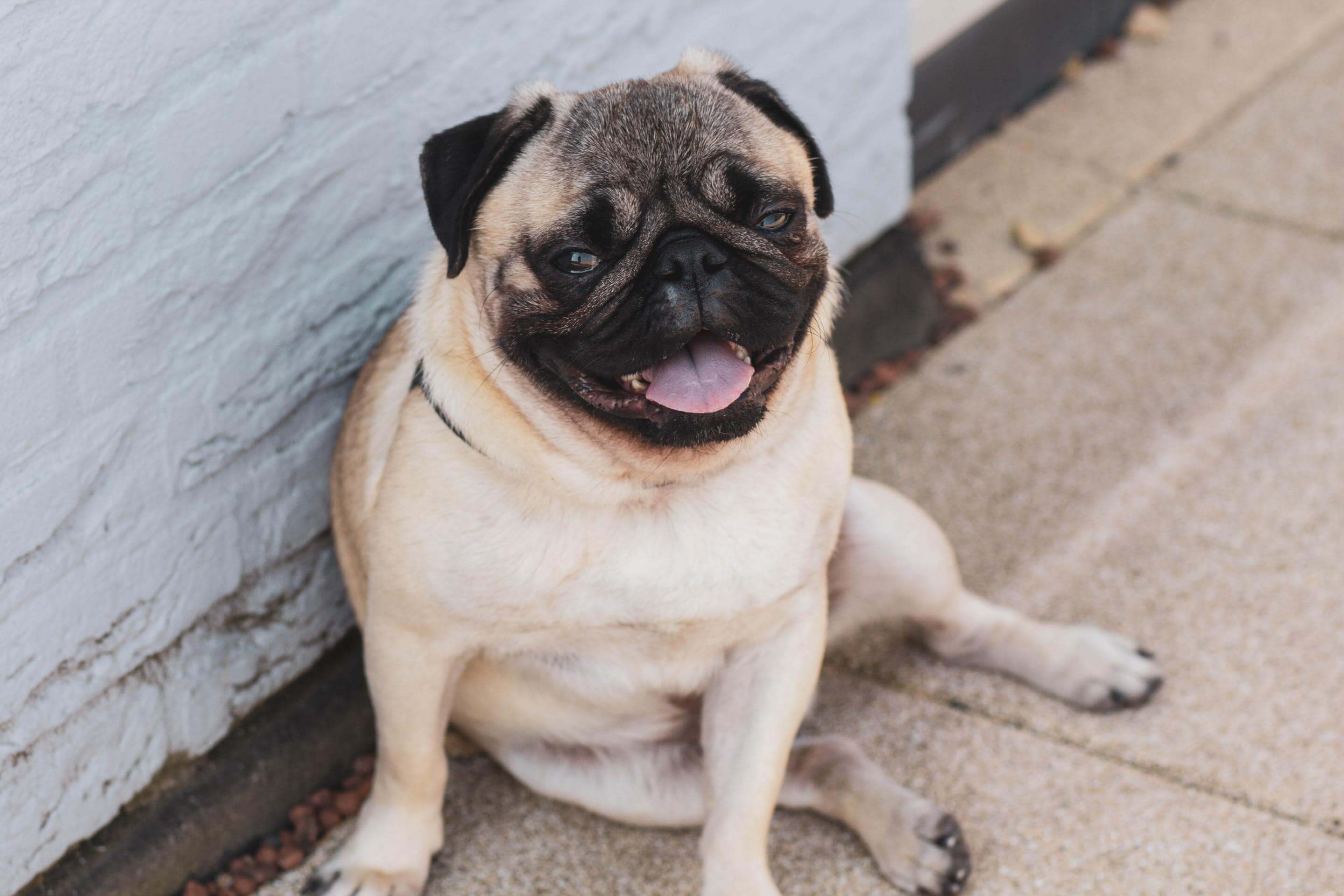 Pug Captured By Steshka Willems