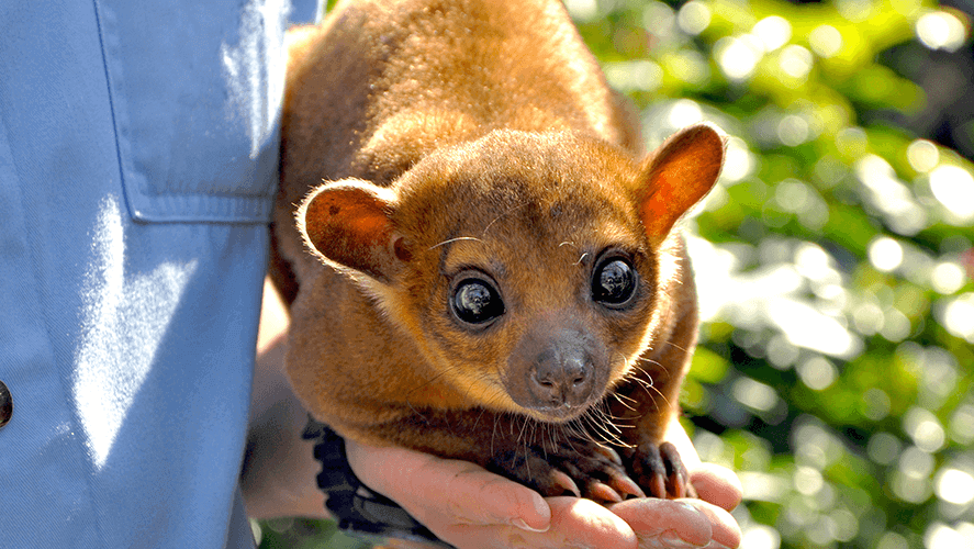 Kinkajou