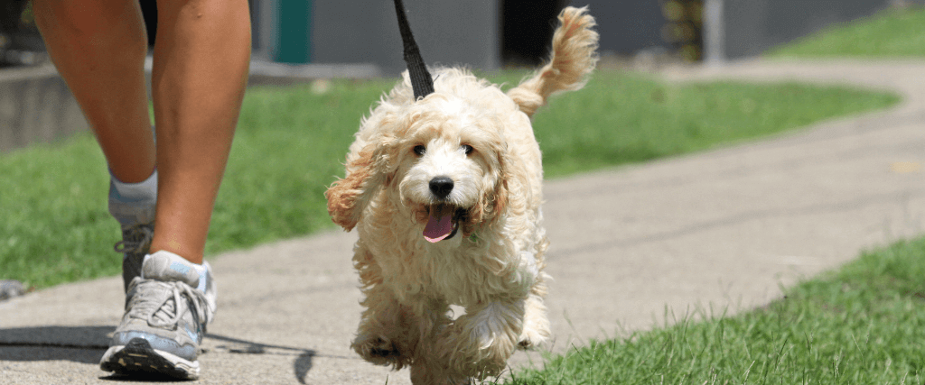 View of National Walk Your Dog Week: Tips for Walking Your Canine Companion