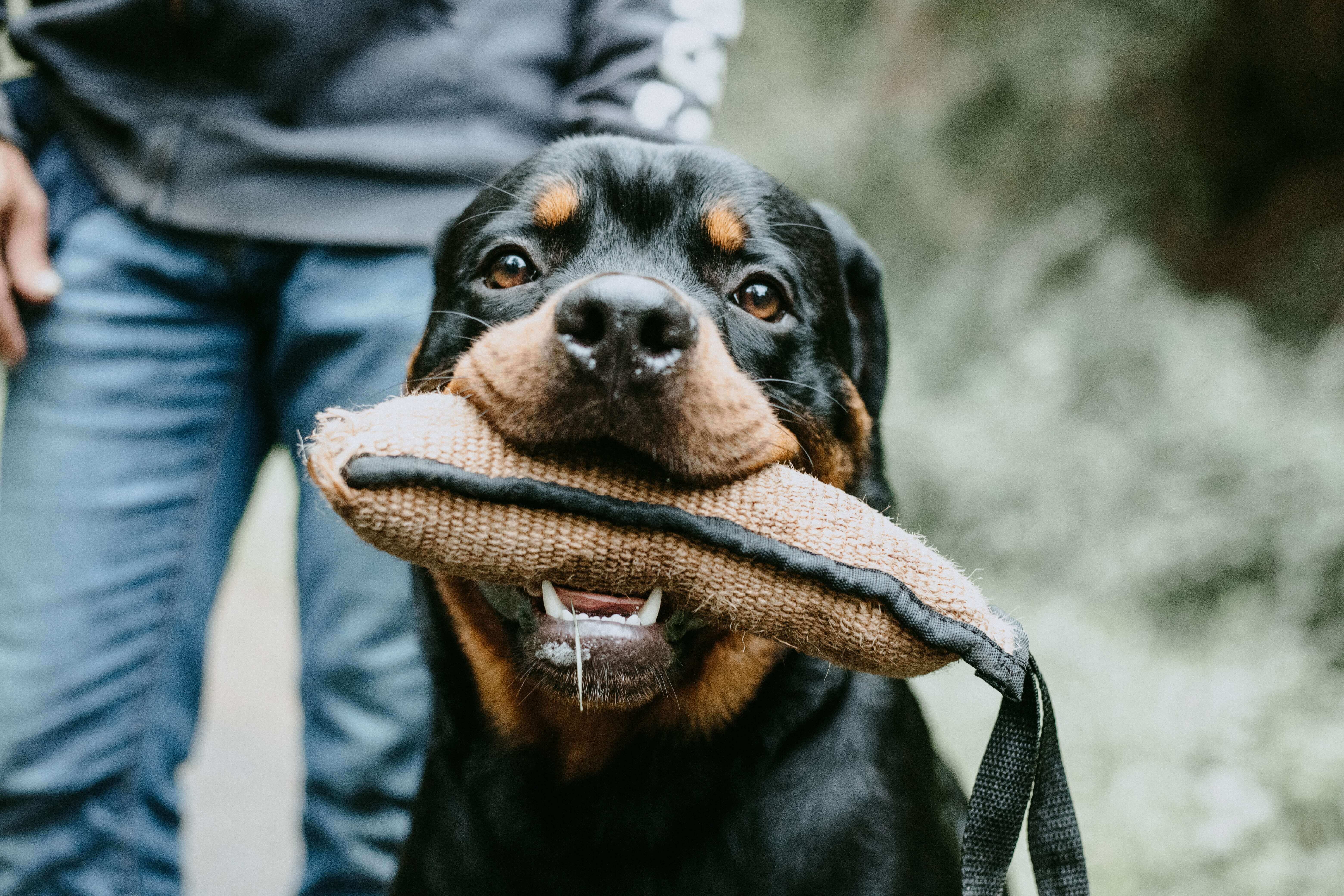 Rottweilers