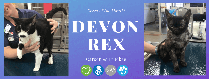 Devon Rex Breed Caron and Truckee