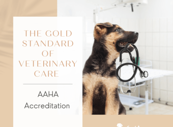 The Gold Standard of Veterinary Care: AAHA Accreditation