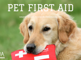 First Aid for Your Pet: Knowing What to Do in an Emergency