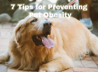Top 7 Tips for Preventing and Addressing Pet Obesity