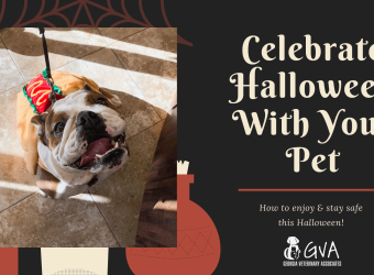Celebrate Halloween With Your Pet