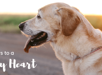4 Keys to a Healthy Heart