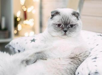 9 Ways to Help Your Cat Battle Obesity