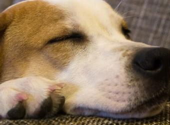 Activity Levels to Consider When Adopting a Dog