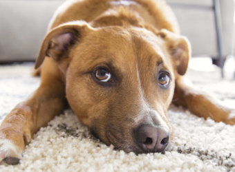 Everything You Never Wanted to Know About Scooting and Anal Glands