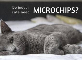 Why Should Indoor-Only Cats be Microchipped?