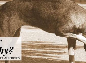 Is Your Pet Itchy? An Overview of Pet Allergies