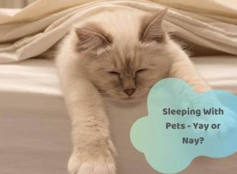 The Unfortunate Truth About Sleeping With Your Pets