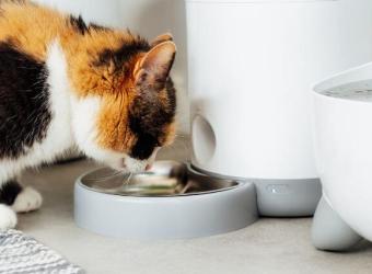 Smart Pet Technology: A Guide to Modern Pet Care