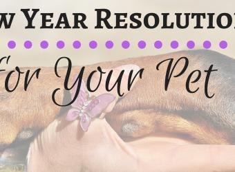 Top New Year Resolutions for Your Pet!