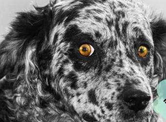 10 Wonky Doggo Behaviors & The Reasons Behind Them